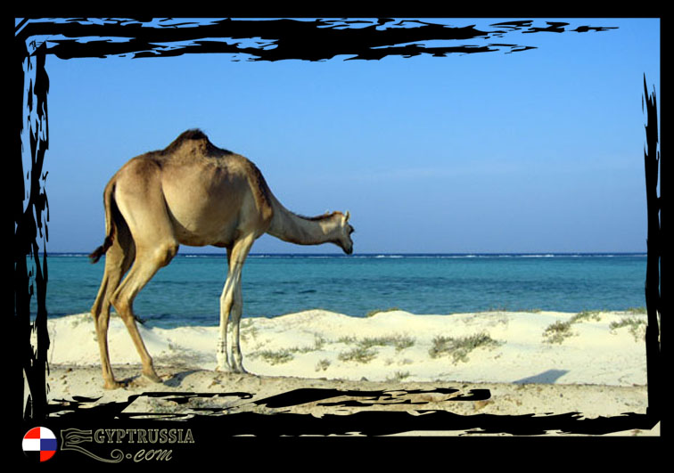 Camels (9)